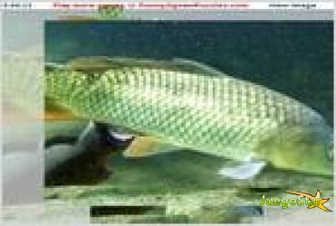 Juego carp jigsaw rompecabezas de peces