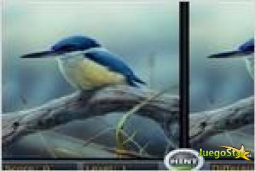 Juego  spot the differencebird las diferencias